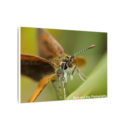 Butterfly Canvas Art, Nature Wall Decor, Insect Home Decoration, Unique Gift, Floral Room Accent