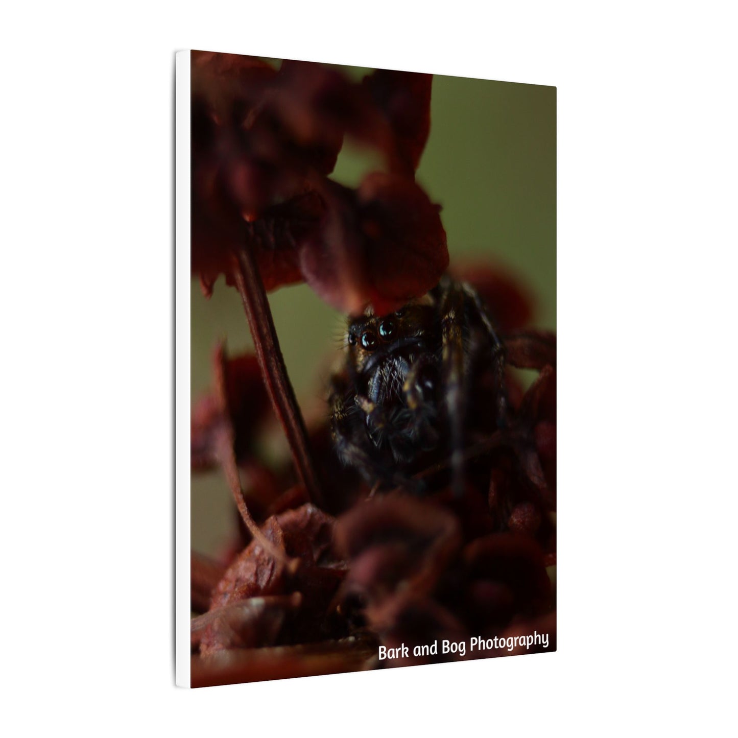 Macro Jumping Spider on Red Flowers Canvas | Matte Stretched Wall Art VERTICAL