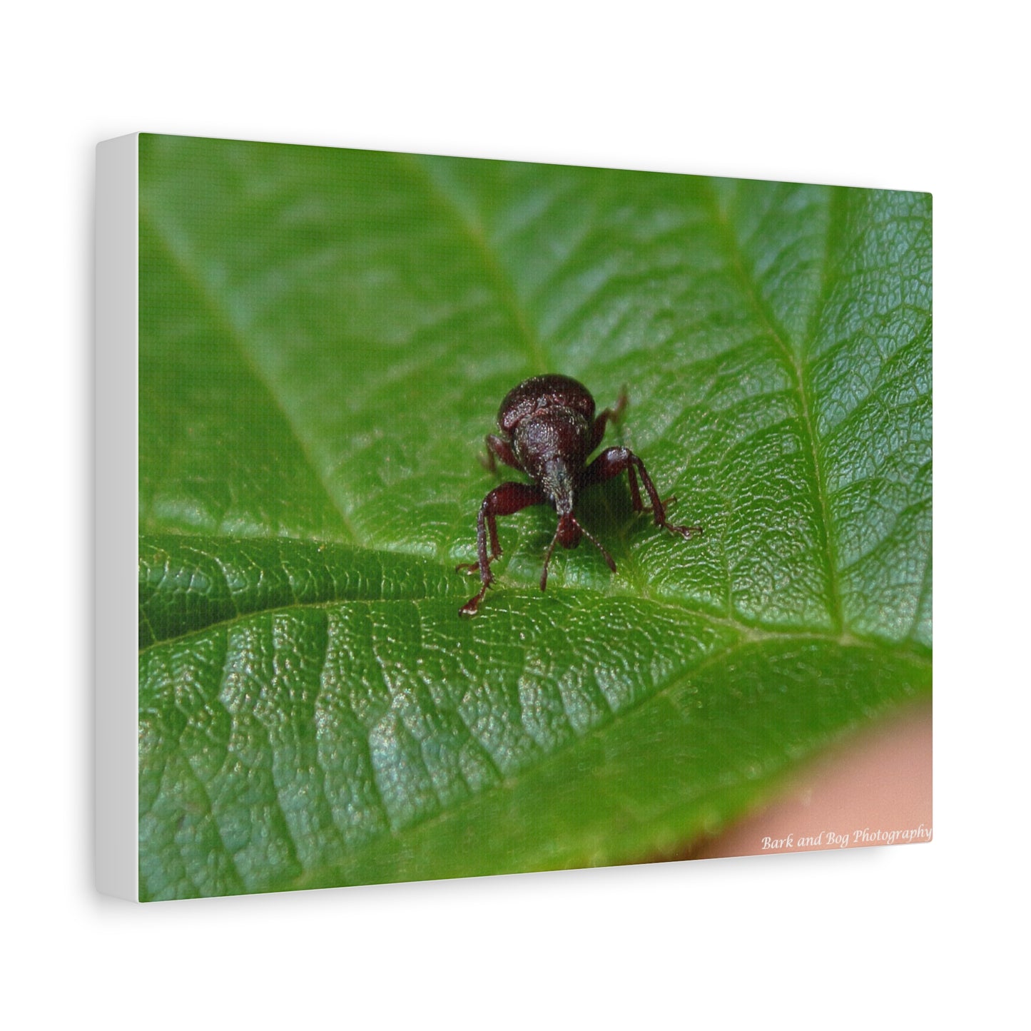 Weevil on Green Leaf Matte Canvas Print — Macro Insect Wall Art, Stretched 1.25"