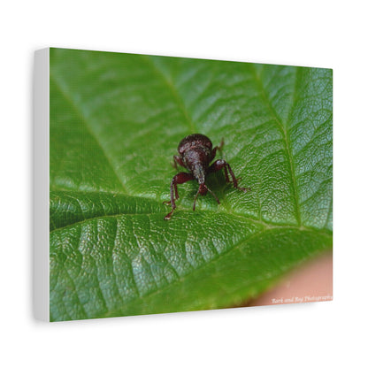 Weevil on Green Leaf Matte Canvas Print — Macro Insect Wall Art, Stretched 1.25"