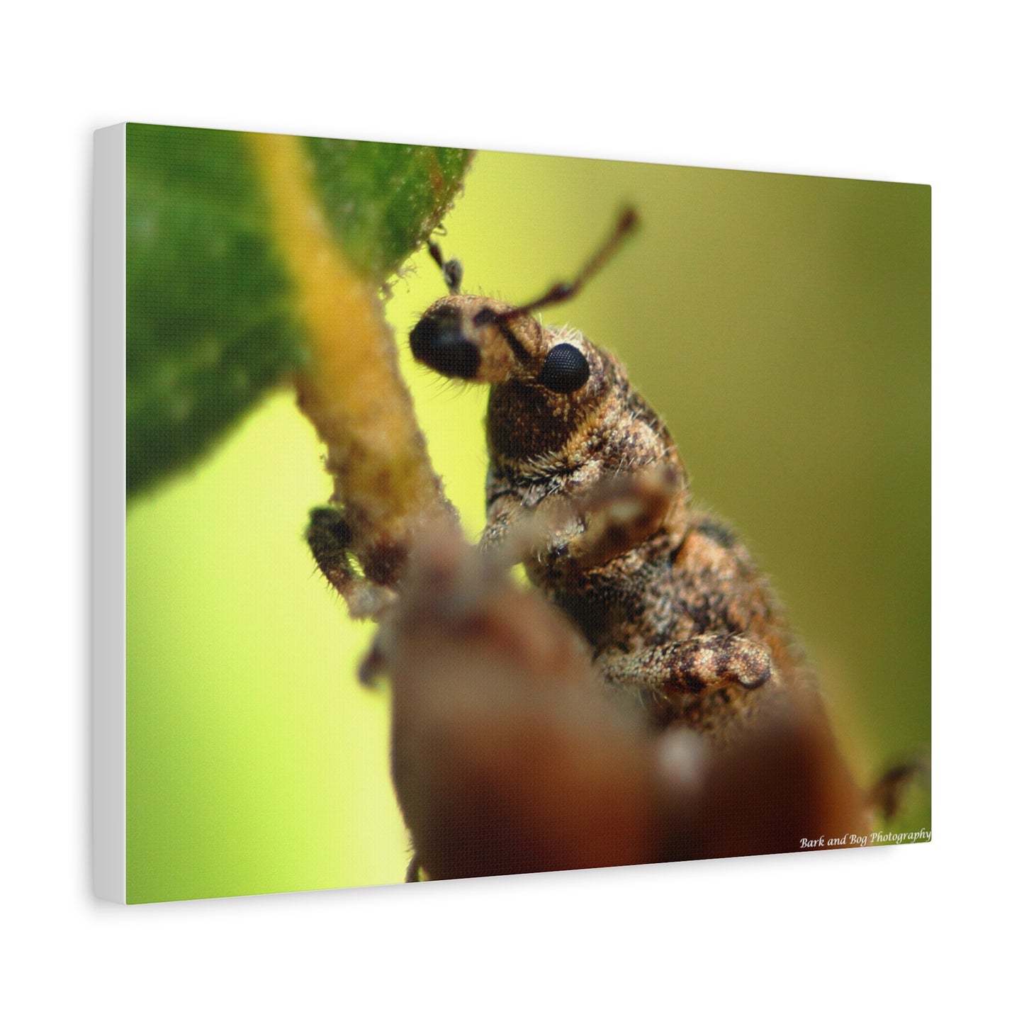 Macro Weevil Canvas Print — Close-Up Insect Wall Art