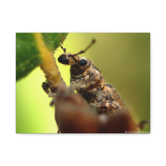 Macro Weevil Canvas Print — Close-Up Insect Wall Art