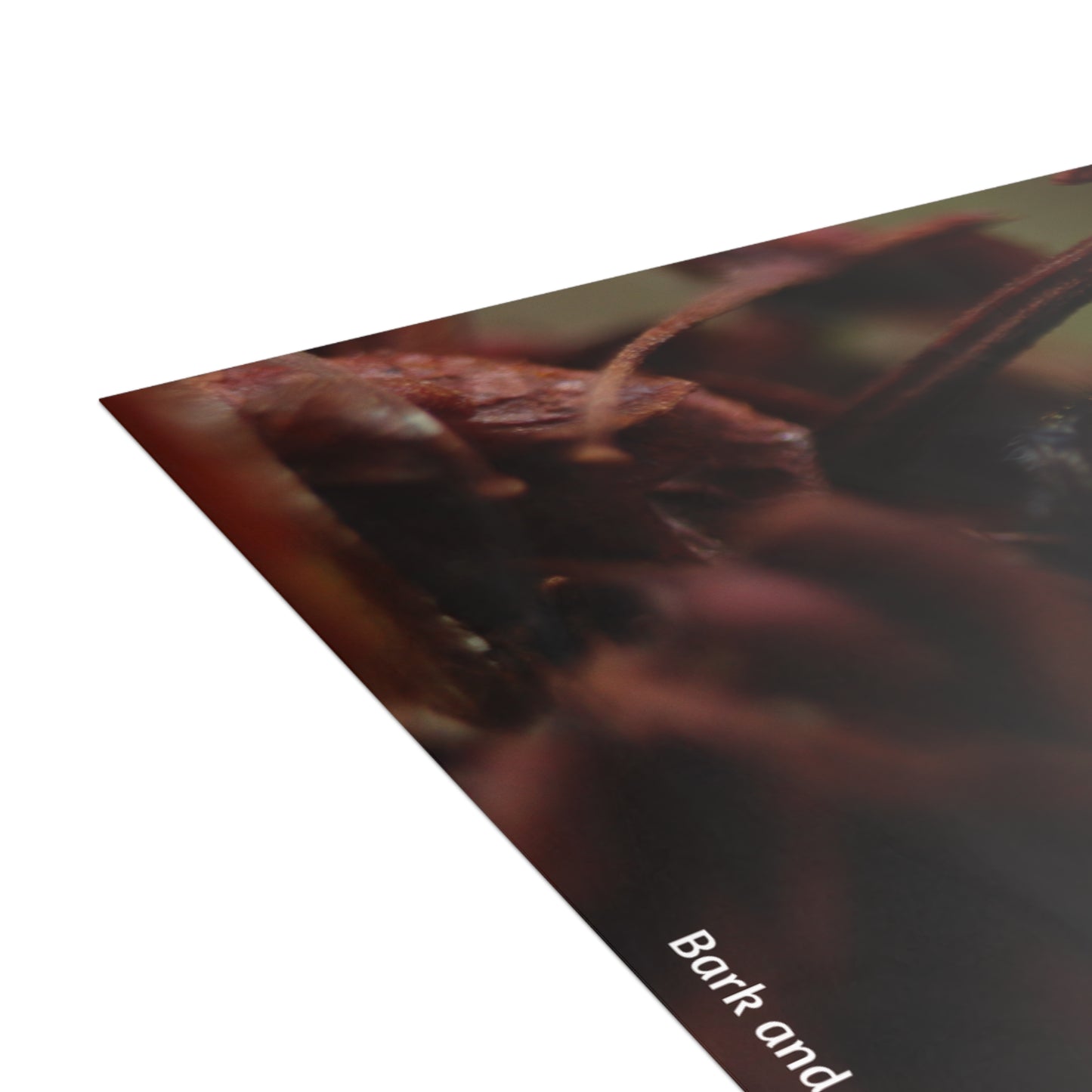 Jumping Spider Postcard Bundle | Envelopes Included