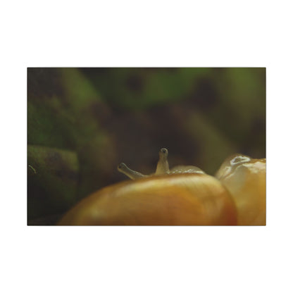 Snail Macro Photography Matte Canvas