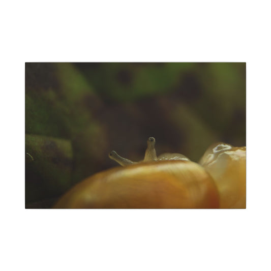 Snail Macro Photography Matte Canvas