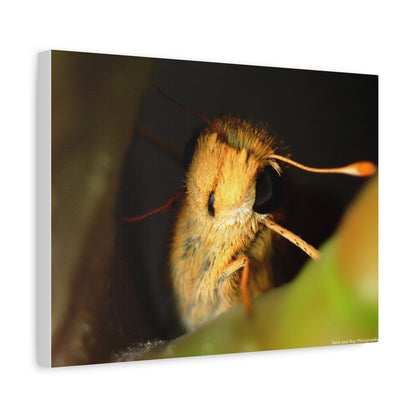 Moth Macro Matte Canvas Print — Golden Close-Up Wall Art