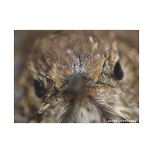 Close-Up Hermit Thrush Face canvas | Matte Stretched Canvas Wall Art