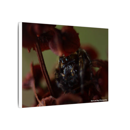Close-Up Jumping Spider Photography Canvas