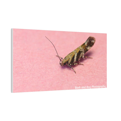 Insect Wall Art, Canvas Print, Unique Home Decor, Nature Lover Gift, Minimalist Artwork, Bug Photography