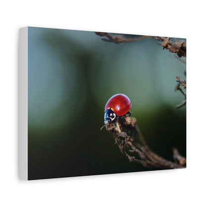 Ladybug Macro Canvas Print — Stretched Matte Wall Art