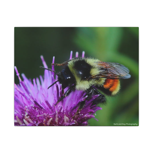 Canvas Print, tri-colored bumblebee nature macro photograph, Wall Art Decor, Home Decor, Nature Lover Gift, Gallery Wrapped Canvas,
