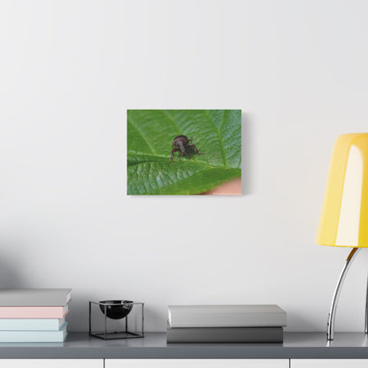 Weevil on Green Leaf Matte Canvas Print — Macro Insect Wall Art, Stretched 1.25"