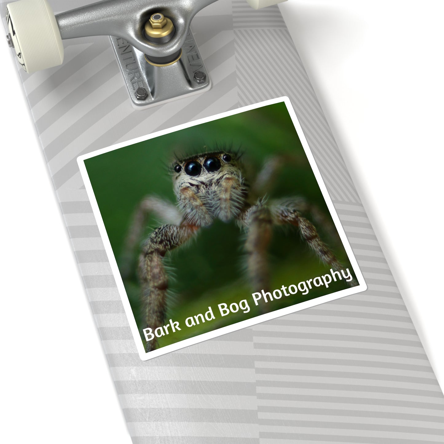 Jumping Spider Photo Square Sticker | Bark and Bog Photography