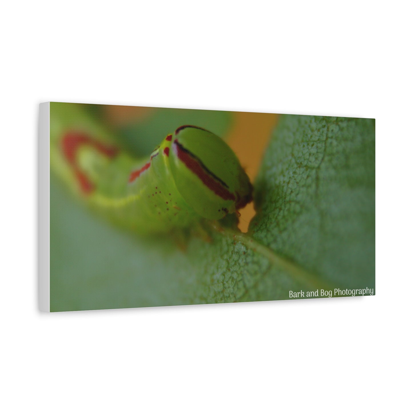 Canvas Print, Saddled Prominent Moth Caterpillar Macro Photograph, Wall Art, Nature Home Decor, Insect Lover Gift, Botanical Artwork,