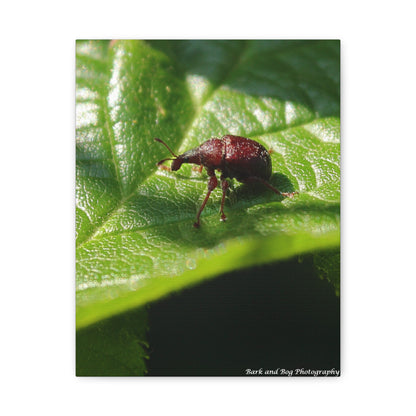 Weevil on Leaf Matte Stretched Canvas Wall Art