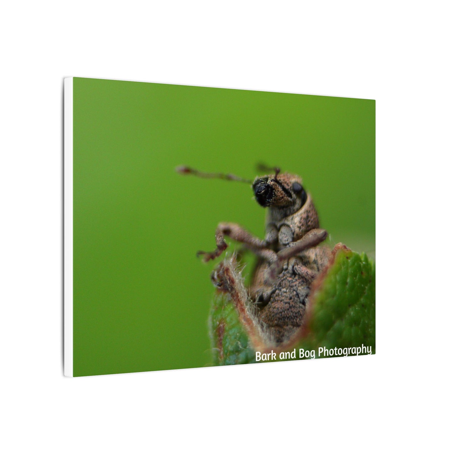 Weevil Macro Wall Art, Nature Decor for Bug Lovers, Green Background, Home Decor, Unique Gifts, Eco-Friendly Art