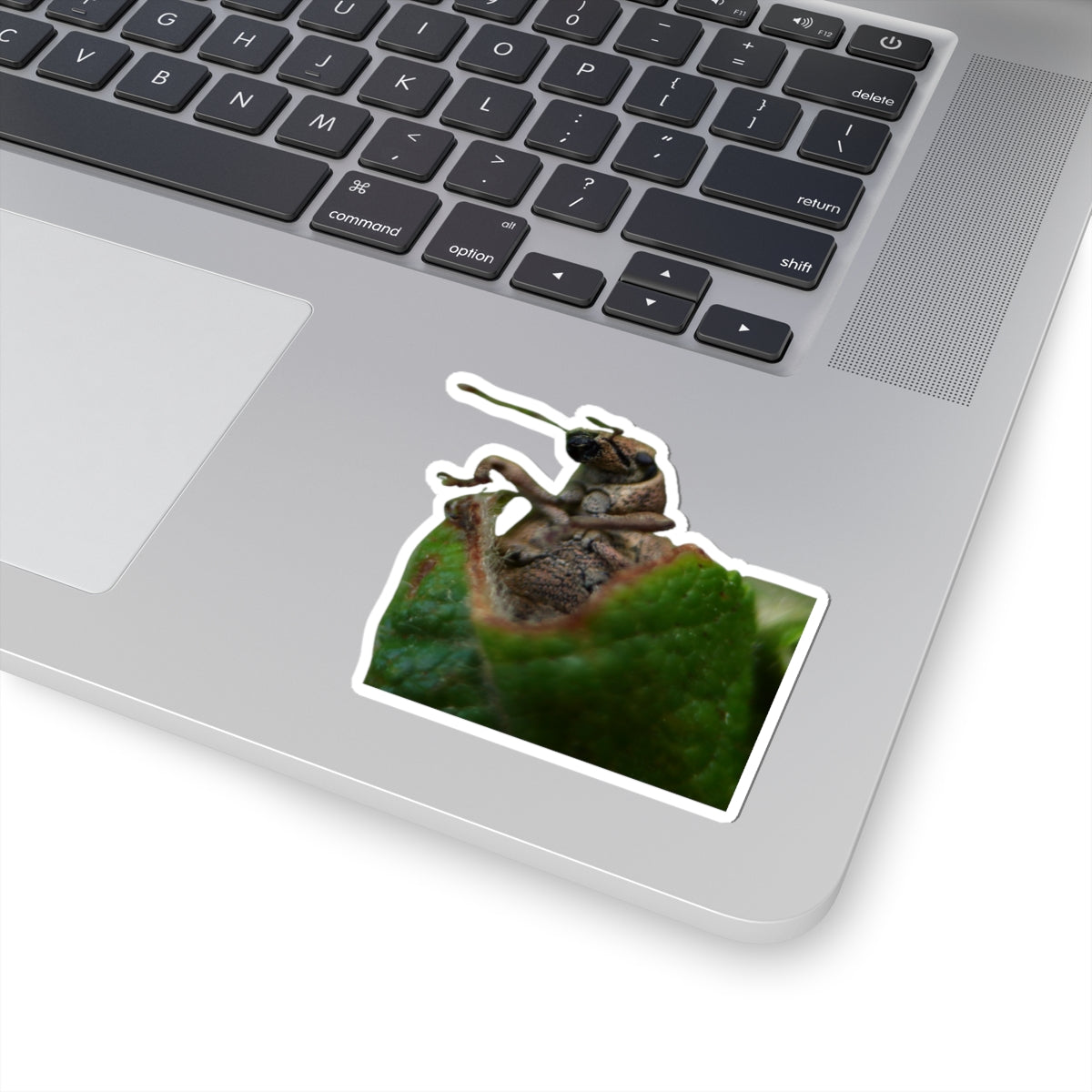Weevil wrapped in Leaf Sticker | Kiss-Cut Insect Sticker