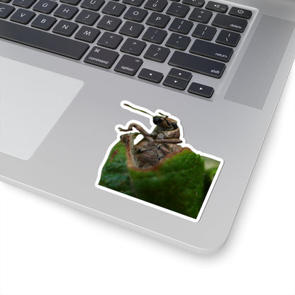 Weevil wrapped in Leaf Sticker | Kiss-Cut Insect Sticker
