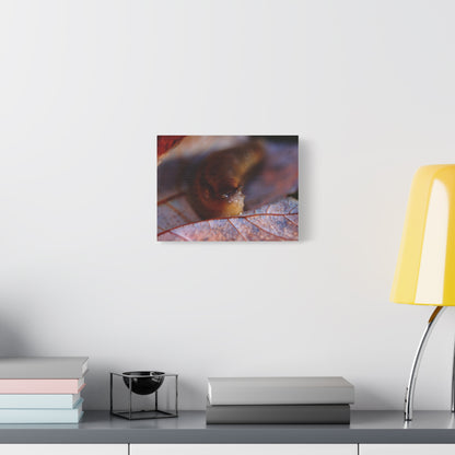 Macro Slug on Autumn Leaf Canvas Print
