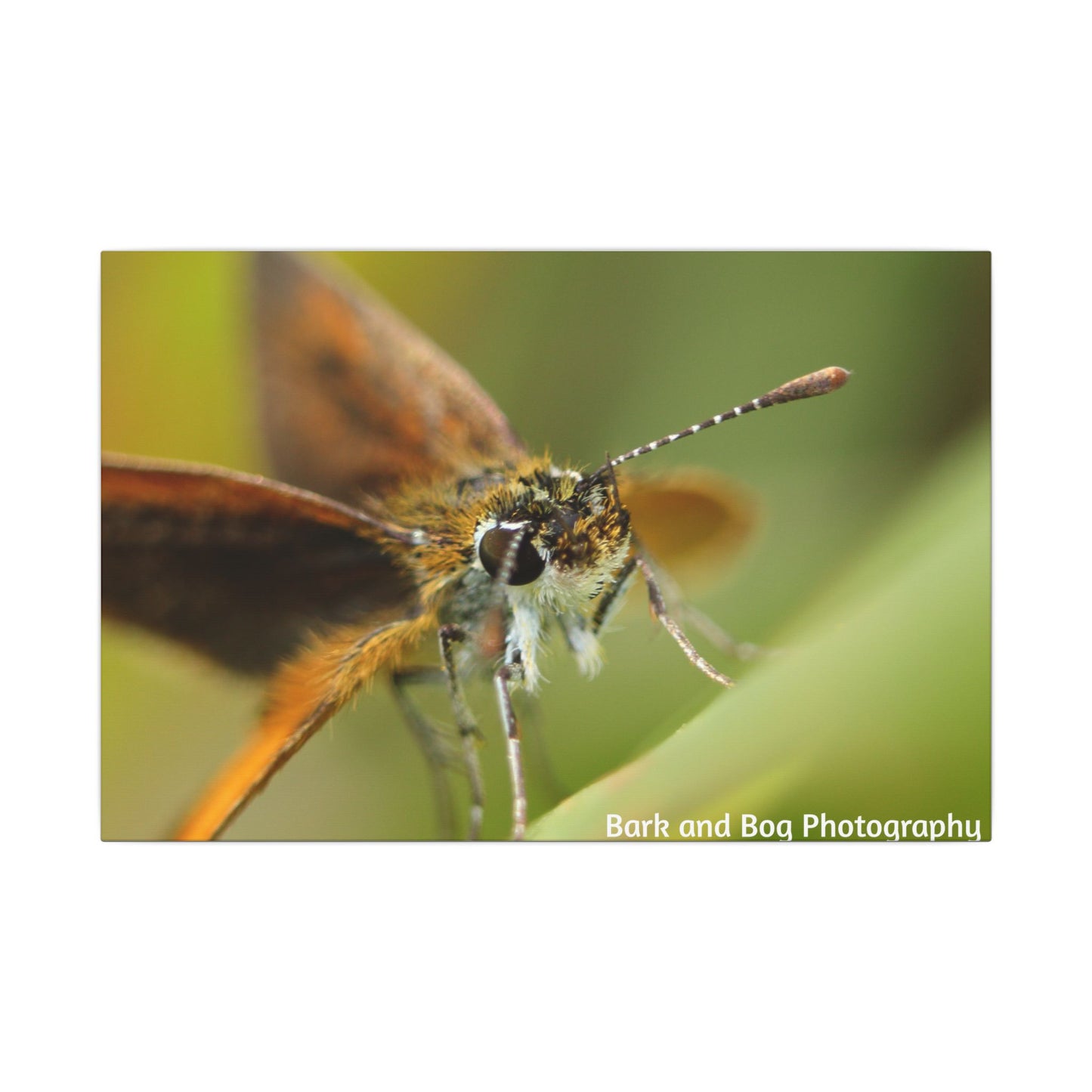 Butterfly Canvas Art, Nature Wall Decor, Insect Home Decoration, Unique Gift, Floral Room Accent